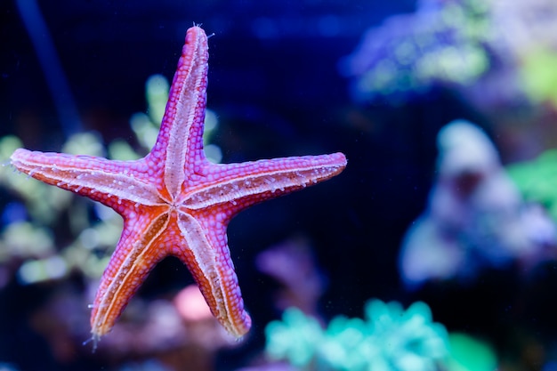 Fromia Elegans Starfish in Home Acquario di barriera corallina