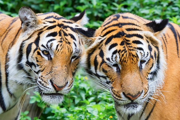 Fronte della tigre del primo piano due nel selvaggio.