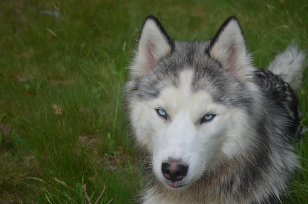 Fronte sveglio del cane del husky siberiano dagli occhi blu.