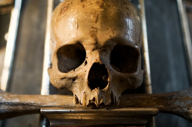 Frontview del cranio umano su sfondo scuro. Halloween e il concetto di morte