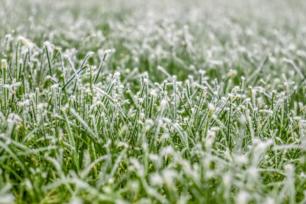 Frost sull'erba verde in natura