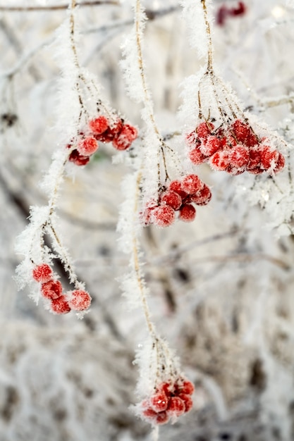 Frozen Rowan