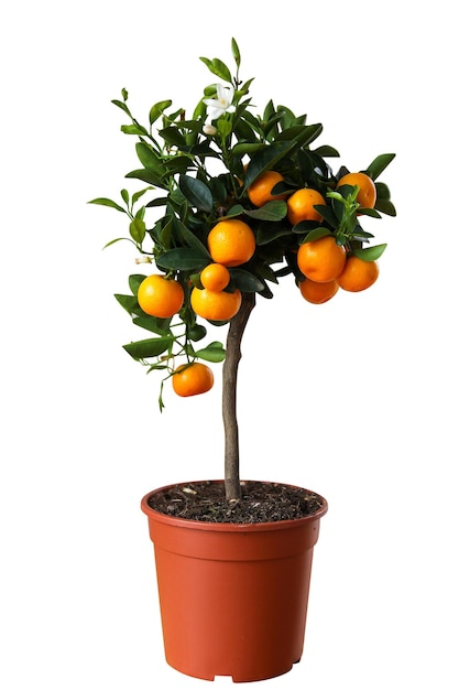 Fruit Tree