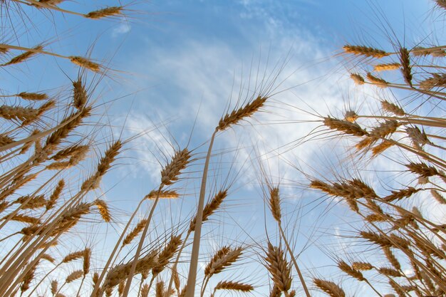 Frumento crescente sullo sfondo del cielo nuvoloso. Agronomia e agricoltura. Industria alimentare.