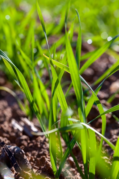 Frumento giovane che cresce sul territorio di un campo agricolo