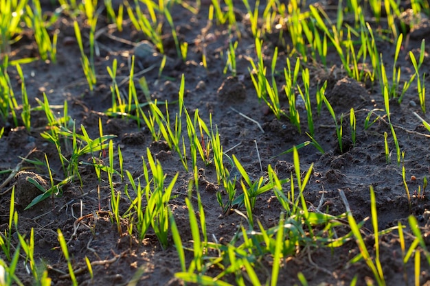 Frumento giovane che cresce sul territorio di un campo agricolo