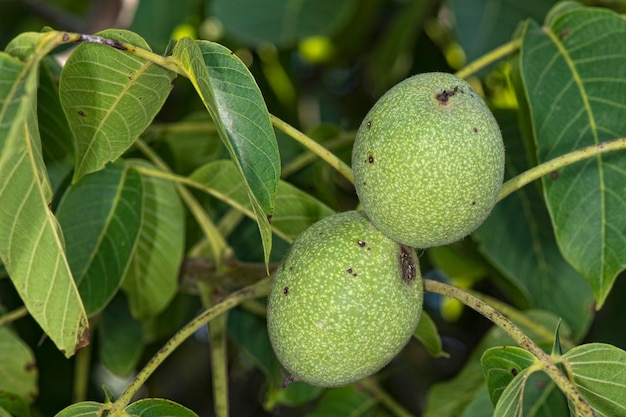 Frutta a guscio su un albero