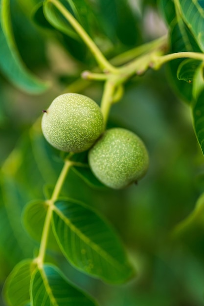 Frutta a guscio verde su un albero con foglie Filiale fresca estate di noci groeing