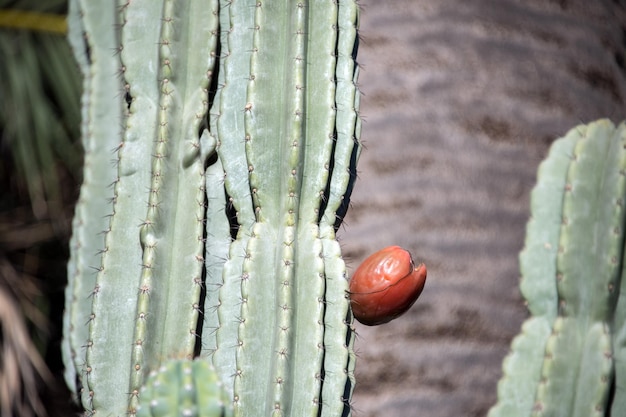 Frutta aperta rossa del cactus sul particolare della pianta