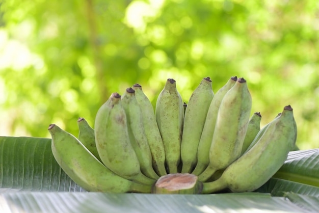 Frutta banana banana cruda su foglia di banana frutta banana verde natura sfondo verde