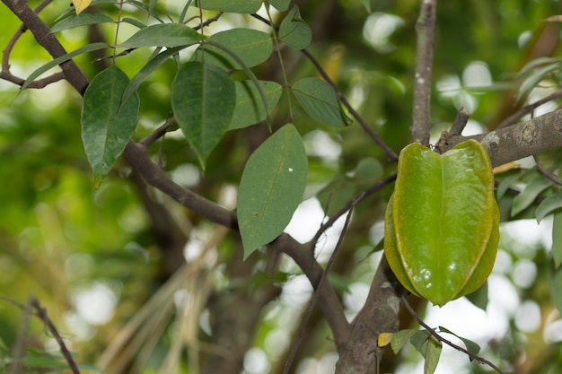 Frutta, carambola