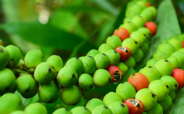 Frutta cibo mela rosso verde arancia pomodoro fresco frutta sana verdura mercato maturo pomodori isolati agricoltura bianco biologico dieta vegetariana verdure agrumi naturali uva dolce