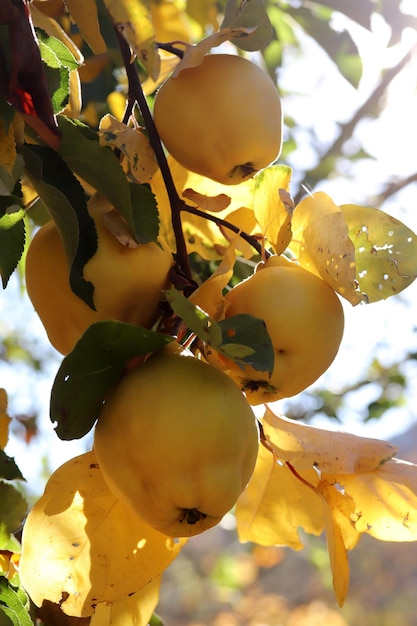 Frutta cotogna gialla matura sul ramo dell'albero in una soleggiata giornata autunnale