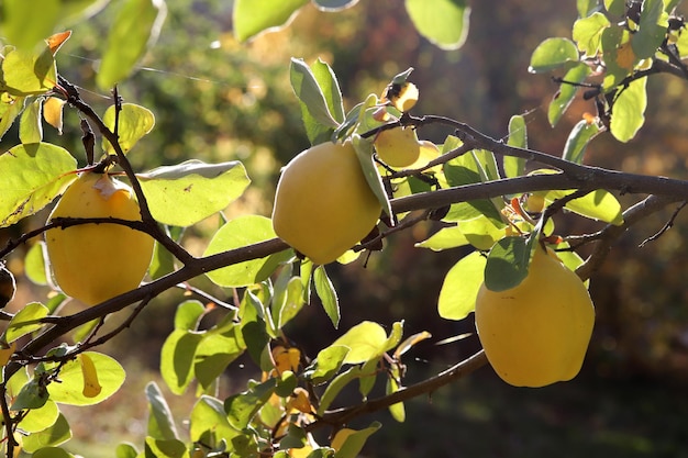 Frutta cotogna gialla matura sul ramo dell'albero in una soleggiata giornata autunnale