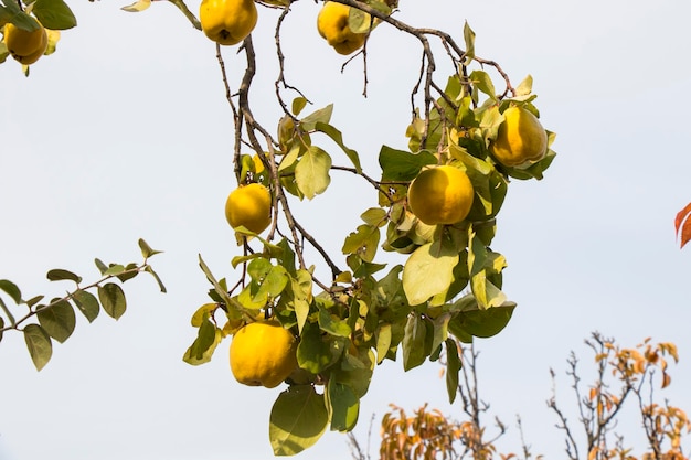 Frutta cotogna sull'albero autunno e caduta