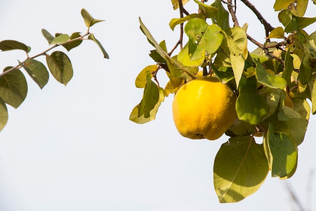 Frutta cotogna sull'albero autunno e caduta