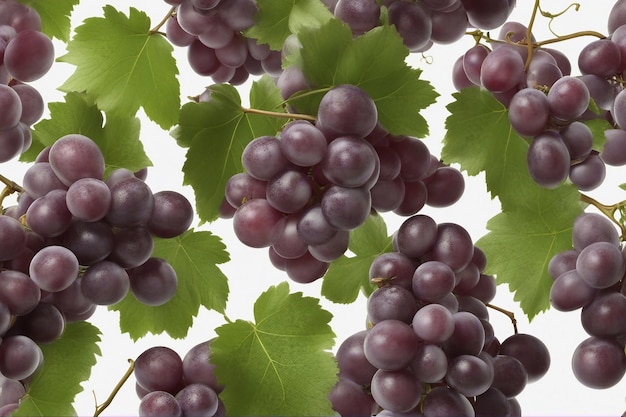 frutta d'uva fresca