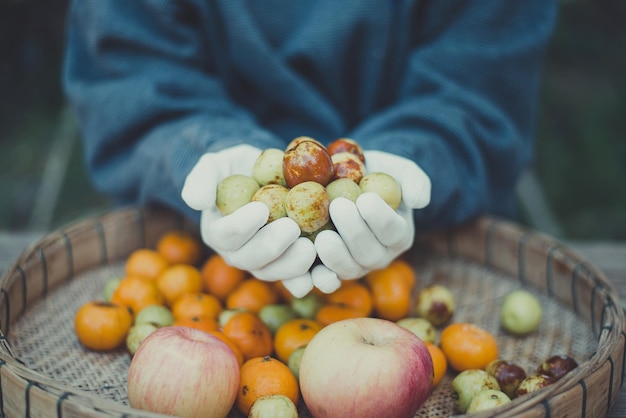 Frutta da giardinieri Frutta nelle mani del lavoratore Closeup