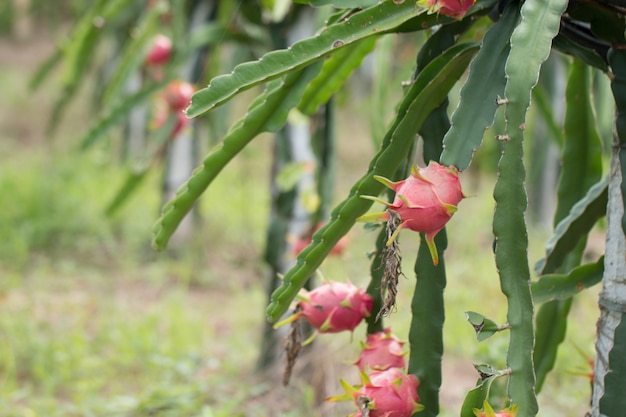 Frutta del drago sulla pianta, frutta di Pitaya crudo sull&#39;albero