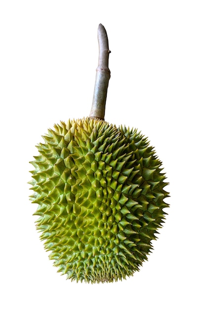 Frutta del Durian isolata su fondo bianco