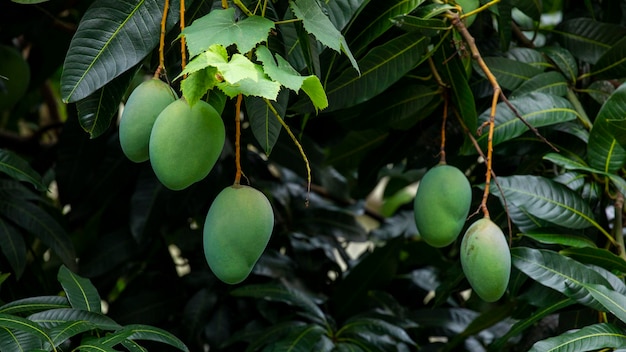 Frutta del mango maturo dell'albero di mango del sole