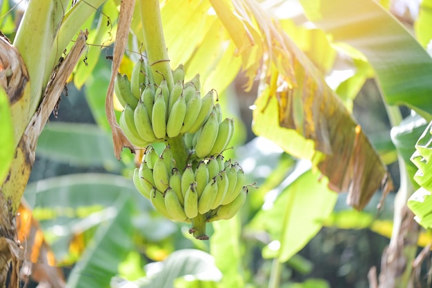 Frutta della banana sul banano in estate frutta di banana verde banana cruda