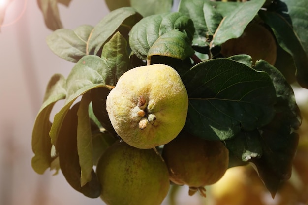 Frutta della mela cotogna sul primo piano dell'albero