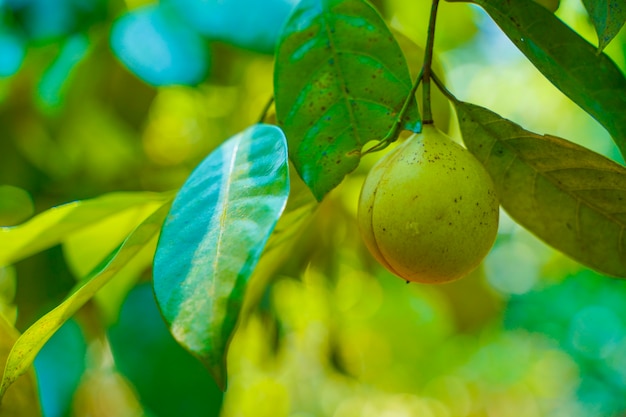 frutta della noce moscata sull'albero