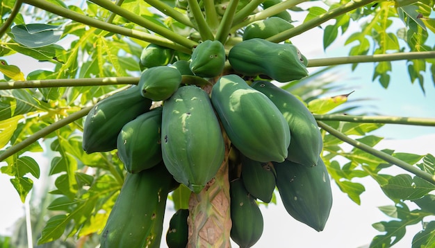 Frutta della papaia sull'albero di papaia in azienda agricola