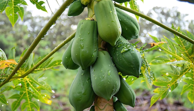 Frutta della papaia sull'albero di papaia in azienda agricola