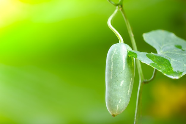 Frutta della zucca dell'edera o grandis di Coccinia sull'albero nella priorità bassa della sfuocatura e nella luce del sole di mattina al terreno coltivabile.