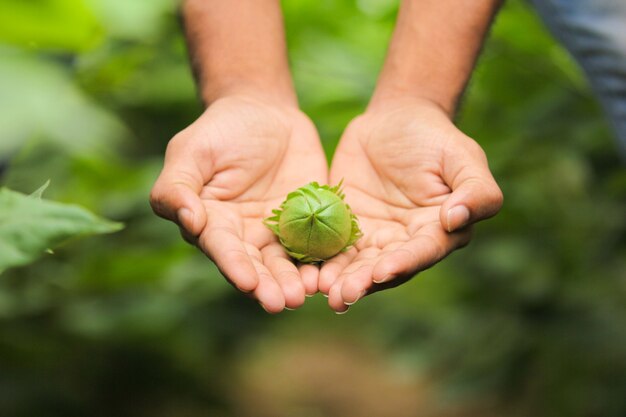 frutta di cotone a portata di mano