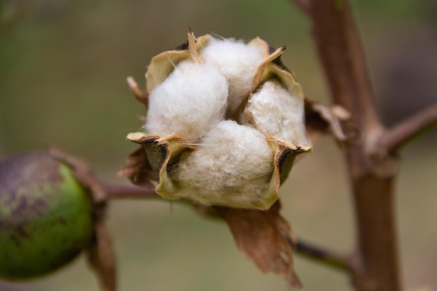 Frutta di cotone matura sulla pianta