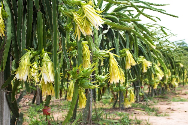 Frutta di drago su pianta in azienda