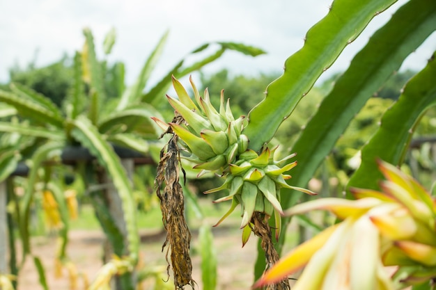 Frutta di drago su pianta in azienda.