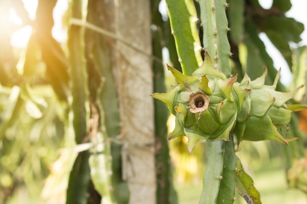 Frutta di drago sulla pianta, Raw Pitaya frutta sull&#39;albero, Una pitaya o pitahaya è il frutto di diverse specie di cactus indigene delle Americhe