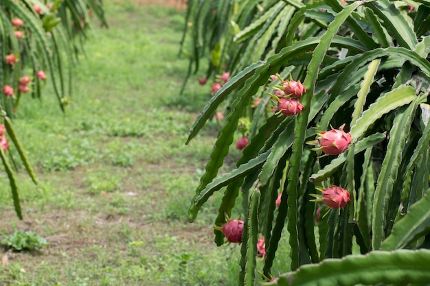 Frutta di drago sulla pianta, Raw Pitaya frutta sull&#39;albero, Una pitaya o pitahaya è il frutto di diverse specie di cactus indigene delle Americhe