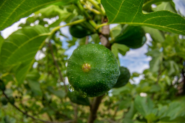 Frutta di fico sulla pianta pronta per la raccolta