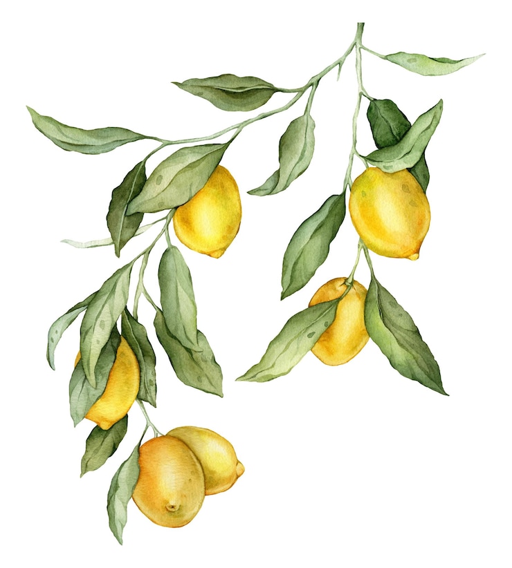 Foto frutta di limone grande ramo a acquerello disegnato a mano illustrazione di cibo citrus tropicale giallo su bianco