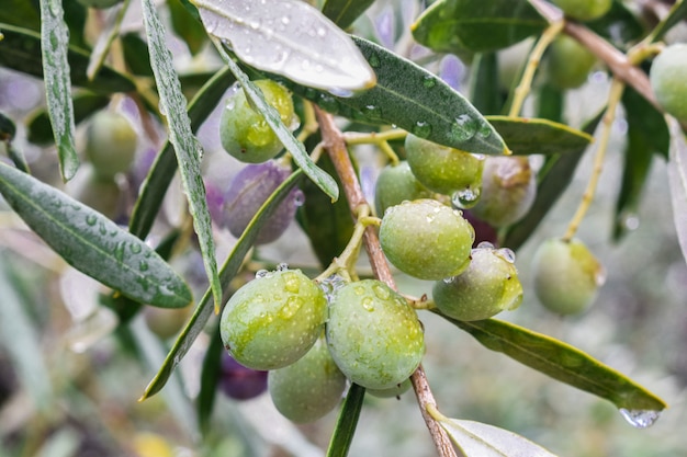 frutta di olive appesa con gocce di pioggia