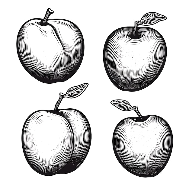 Frutta di prugna disegnata a mano Contorno colore nero su sfondo bianco Contorno minimalista semplice