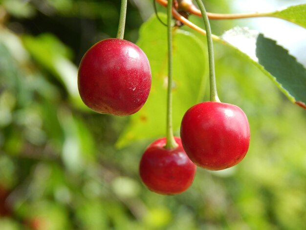 Frutta e verdura mangiate in giardino