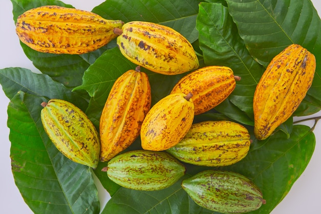 Frutta fresca del cacao con la foglia verde su fondo bianco