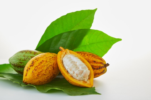 Frutta fresca del cacao con la foglia verde su fondo bianco