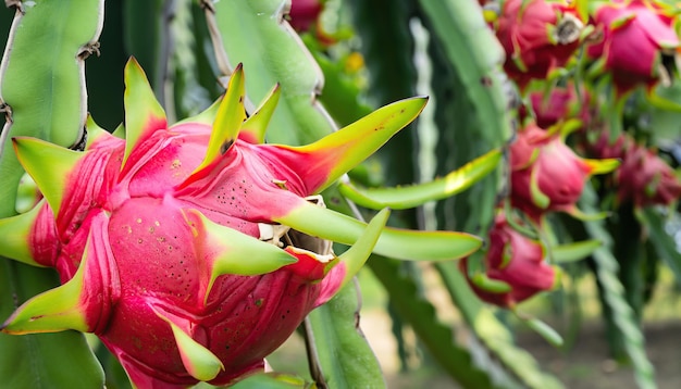 Frutta fresca del drago nel giardino