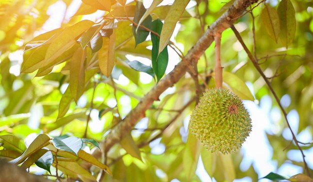 Frutta fresca del durian appesa all'albero del durian nella natura tropicale estiva del frutteto del giardino Durian in Thailandia