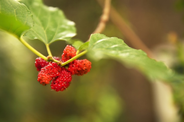 Frutta fresca del gelso e foglia verde nel giardino con fondo vago.