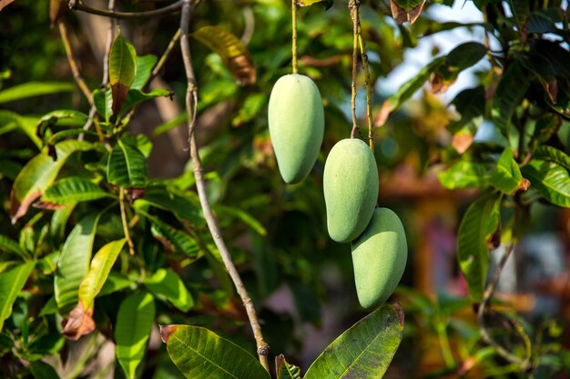 Frutta fresca del mango verde sull'albero nel frutteto.