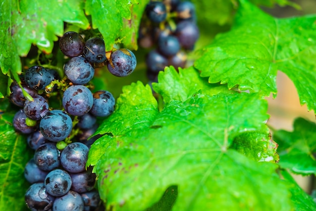 Frutta fresca dell'uva dagli alberi di vite