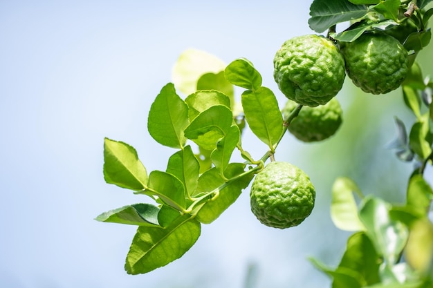 Frutta fresca di bergamot verde appesa a un ramo giardino di albero di bergamot e concetto di cibo sano gruppo di bergamotBergamot piante medicinali con molti
